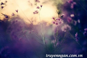 Một cuộc tình ngang trái