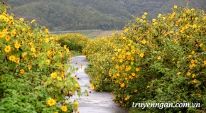 Ngôi nhà trên cây