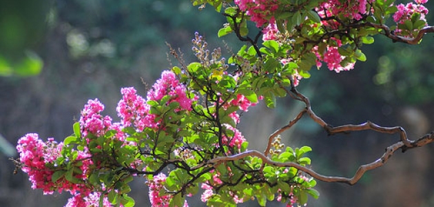 Tường vi nở hoa