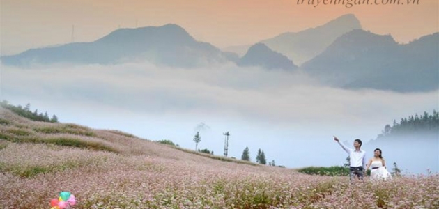 Cầu hôn anh giữa đồi hoa tam giác mạch